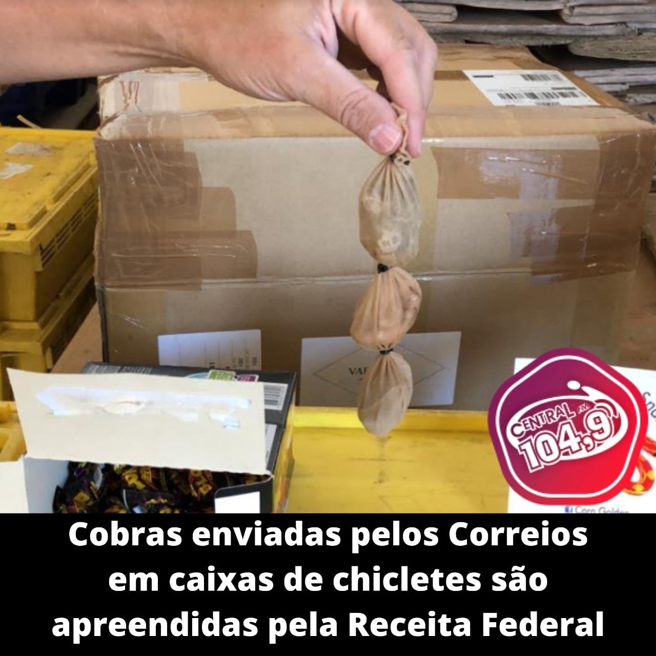 Cobras enviadas pelos correios são apreendidas pela receita federal.